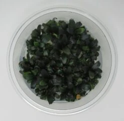 XL In-Vitro Bucephalandra Serimbu Braun - TOP-Rarität