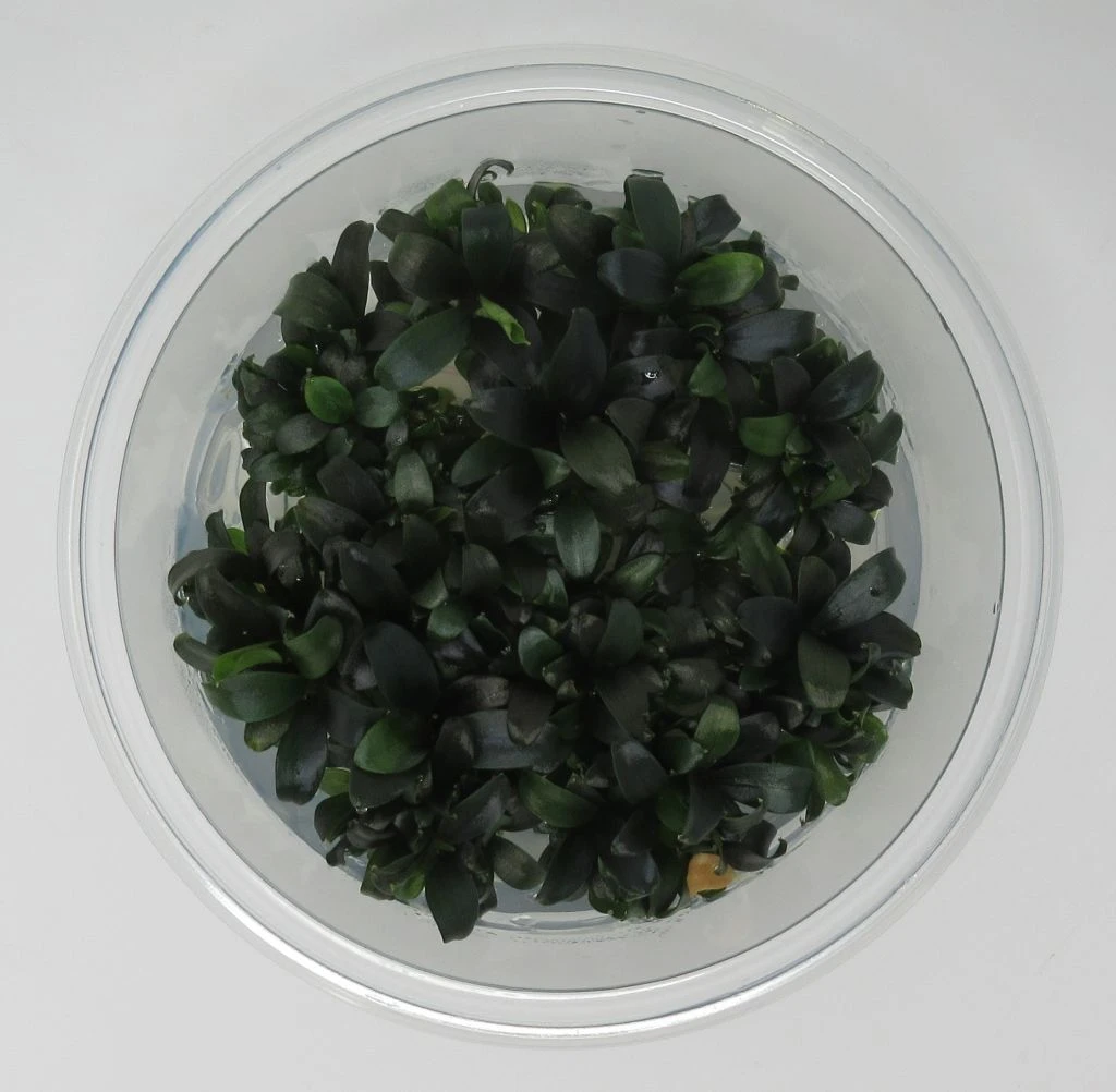 XL In-Vitro Bucephalandra Serimbu Braun - TOP-Rarität XL In-Vitro Bucephalandra Serimbu Braun - TOP-Rarität -Wfw Wasserflora oV053DZ 1 1