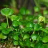 In-Vitro Zwergkleeblatt / Marsilea Hirsuta -Wfw Wasserflora oV318DZ 1 1