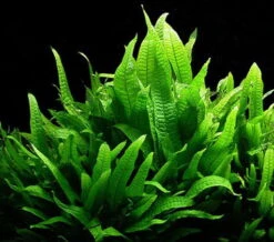 XL In-Vitro Javafarn / Microsorum Pteropus, Barschfest