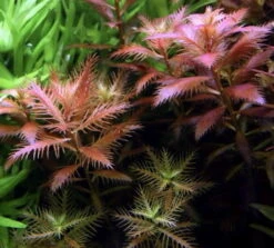 XL In-Vitro Meerjungfrauenpflanze / Proserpinaca Palustris