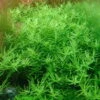 XL In-Vitro Grüne Rotala / Rotala Rotundifolia 'green' -Wfw Wasserflora oV393DZ 1