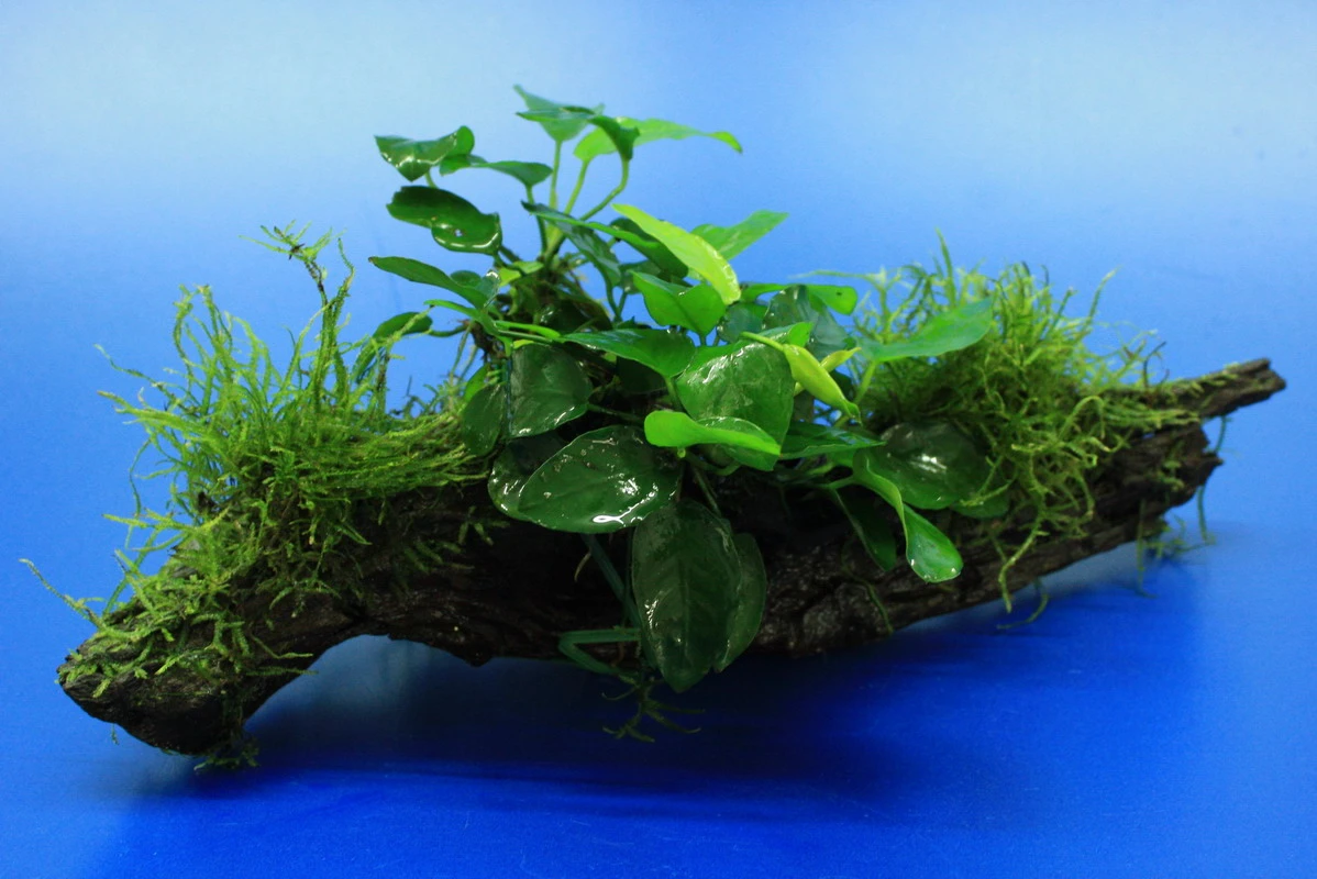 Zwergspeerblatt / Anubias nana mit Javamoos auf schöner ca. 25 cm großer Wurzel, Moos Zwergspeerblatt / Anubias Nana Mit Javamoos Auf Schöner Ca. 25 Cm Großer Wurzel, Moos -Wfw Wasserflora oW 002aBL 1 1