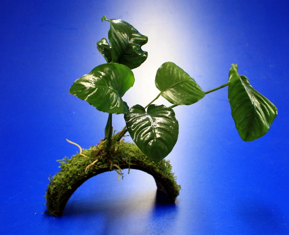 Breitblättriges Speerblatt-Brücke aus Kokosnuss mit Javamoos und Anubias barteri var. barteri Breitblättriges Speerblatt-Brücke Aus Kokosnuss Mit Javamoos Und Anubias Barteri Var. Barteri -Wfw Wasserflora oW 206wf 1 1