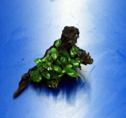 Anubias 'Petite' Oder 'Bonsai' Auf Einer Wurzel / Kleinstes Zwergspeerblatt 4 Anubias 'Petite' Oder 'Bonsai' Auf Einer Wurzel / Kleinstes Zwergspeerblatt -Wfw Wasserflora oW 285DE 1 5