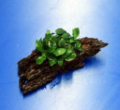 Anubias 'Petite' Oder 'Bonsai' Auf Einer Wurzel / Kleinstes Zwergspeerblatt 5 Anubias 'Petite' Oder 'Bonsai' Auf Einer Wurzel / Kleinstes Zwergspeerblatt -Wfw Wasserflora oW 285DE 1 6