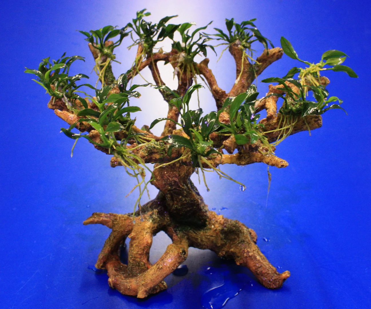 Bepflanzter Drachenbaum / Bonsaibaum mit Anubias Pangolino *** Rarität *** Bepflanzter Drachenbaum / Bonsaibaum Mit Anubias Pangolino *** Rarität *** -Wfw Wasserflora oW 423523 1 4