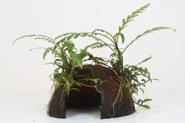 Coco Cave mit Hygrophila pinnatifida / Fiederspaltiger Wasserfreundauf Kokosnuss-Höhle Coco Cave Mit Hygrophila Pinnatifida / Fiederspaltiger Wasserfreundauf Kokosnuss-Höhle -Wfw Wasserflora oW LE088T 1