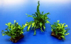 Mini Kokosnuss-Brücke Mit Javafarn WINDELOV / Microsorum Pteropus Windelov -Wfw Wasserflora oW SP006BL 1 2