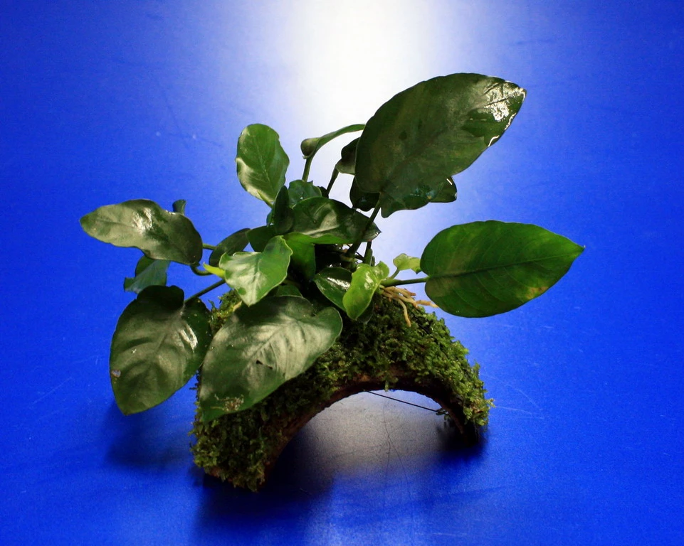 Zwergspeerblatt-Höhle / Coco Shell - Kokosnuss mit Javamoos und Anubias bart. var. nana Zwergspeerblatt-Höhle / Coco Shell - Kokosnuss Mit Javamoos Und Anubias Bart. Var. Nana -Wfw Wasserflora oW SP007BL 1 1