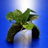Zwergspeerblatt-Brücke Aus Kokosnuss Mit Javamoos Und Anubias Bart. Var. Nana -Wfw Wasserflora oW SP008BL 1 1