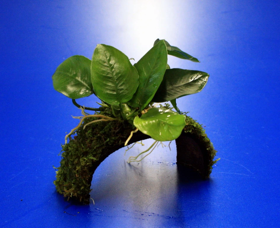 Zwergspeerblatt-Brücke aus Kokosnuss mit Javamoos und Anubias bart. var. nana Zwergspeerblatt-Brücke Aus Kokosnuss Mit Javamoos Und Anubias Bart. Var. Nana -Wfw Wasserflora oW SP008BL 1 1