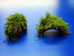 Moos-Brücke Aus Kokosnuss Mit Javamoos Bewachsen, Moos -Wfw Wasserflora oW SP3BL 1 2