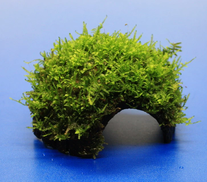 Moos-Höhle / Coco Shell - Kokosnuss mit Javamoos bewachsen, Moos Moos-Höhle / Coco Shell - Kokosnuss Mit Javamoos Bewachsen, Moos -Wfw Wasserflora oW SP4BL 1 1