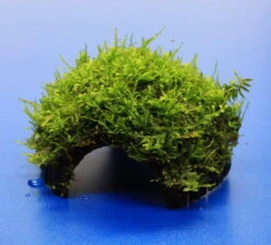 Moos-Höhle / Coco Shell - Kokosnuss Mit Javamoos Bewachsen, Moos 3 Moos-Höhle / Coco Shell - Kokosnuss Mit Javamoos Bewachsen, Moos -Wfw Wasserflora oW SP4BL 1 2