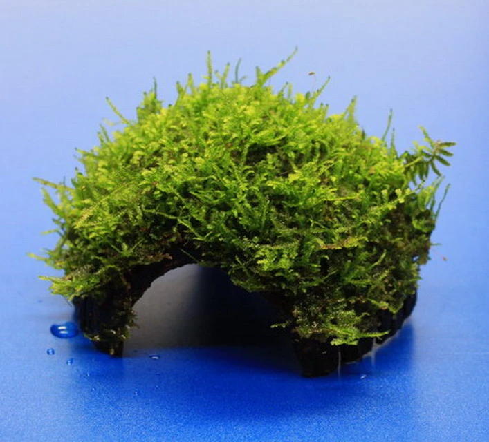 Moos-Höhle / Coco Shell - Kokosnuss mit Javamoos bewachsen, Moos Moos-Höhle / Coco Shell - Kokosnuss Mit Javamoos Bewachsen, Moos -Wfw Wasserflora oW SP4BL 1 2