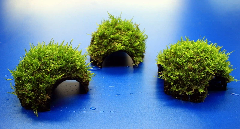 Moos-Höhle / Coco Shell - Kokosnuss mit Javamoos bewachsen, Moos Moos-Höhle / Coco Shell - Kokosnuss Mit Javamoos Bewachsen, Moos -Wfw Wasserflora oW SP4BL 1 3