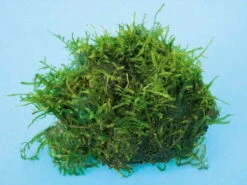 Stachelmoos / Taxiphyllum Spec. Spiky-Moos Auf Lava-Stein